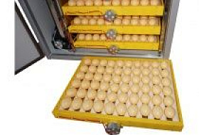 Этапы инкубации куриного яйца